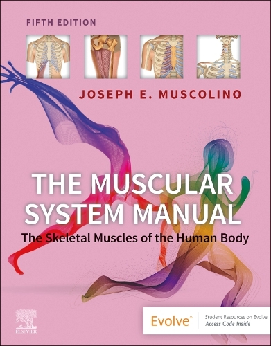 The Muscular System Manual The Skeletal Muscles of the Human Body Muscolino 5e