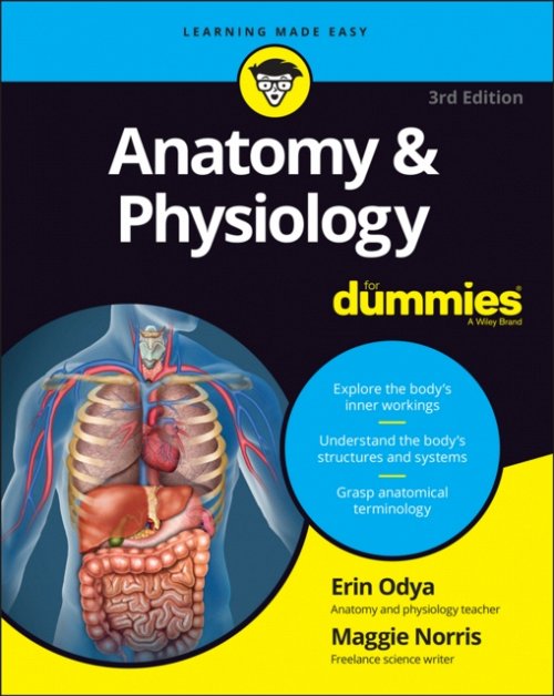Anatomy & Physiology For Dummies, 3e Odya Paperback John Wiley & Sons