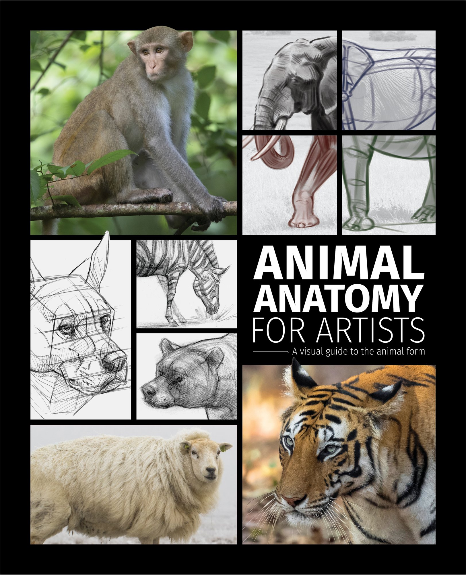 Animal Anatomy for Artists: A visual guide to the animal form