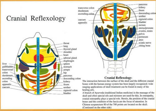 Cranial Reflexology -- A4