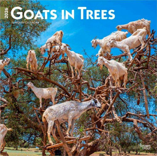 Goats in Trees 2026 Square Flap Calendar